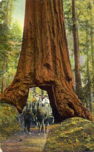 Wawona Tree, Yosemite, California, mailed 1910                 